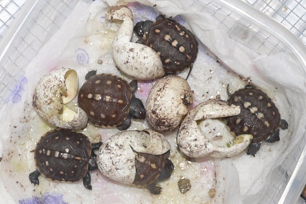 Turtle Eggs Explode! Tortoise Forum